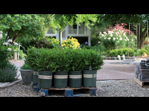 Brick Patio Update Tour, Boxwood Load, & Lots of Random Garden Projects!