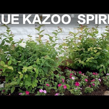 Blue Kazoo Spirea
