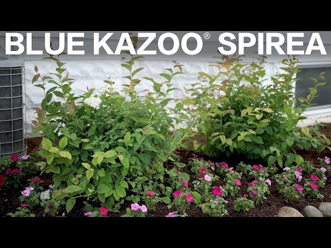 Blue Kazoo Spirea