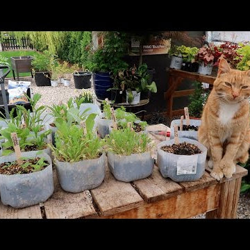 Planting Out Winter Sowing Seedings & a New Olive Tree!
