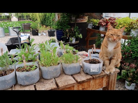 Planting Out Winter Sowing Seedings & a New Olive Tree!