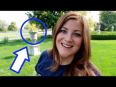 Replacing a Dracaena with a Yucca