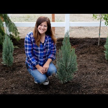 A Couple Great Evergreen Options for Small Spaces!