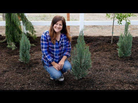A Couple Great Evergreen Options for Small Spaces!