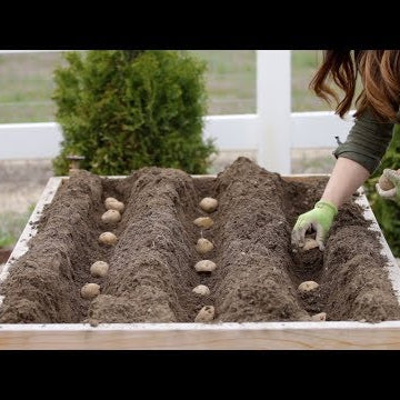 How to Plant Potatoes!