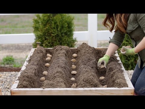 How to Plant Potatoes!