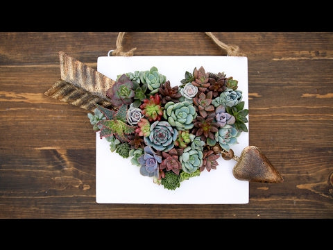 Heart Shaped Succulent Arrangement