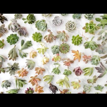 Succulent Unboxing