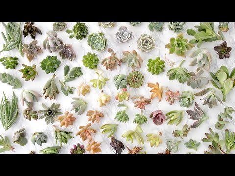 Succulent Unboxing