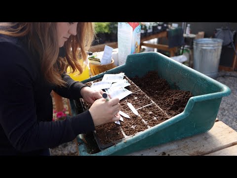 Seed Starting: 1,000+ Annual Flowers!