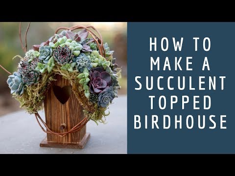 How to Make a Succulent Topped Birdhouse