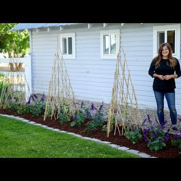 Growing Vines up Teepee Trellises