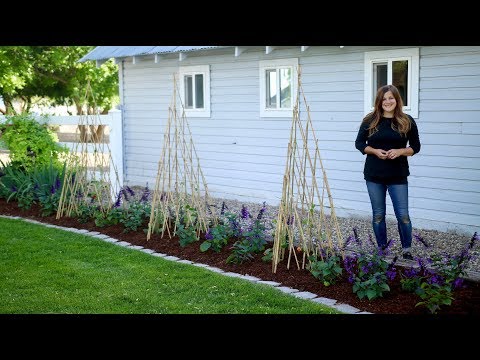 Growing Vines up Teepee Trellises