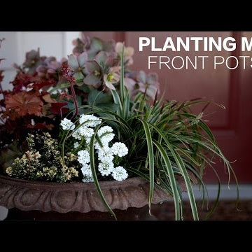 Planting My Front Pots