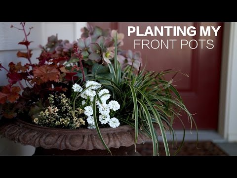 Planting My Front Pots