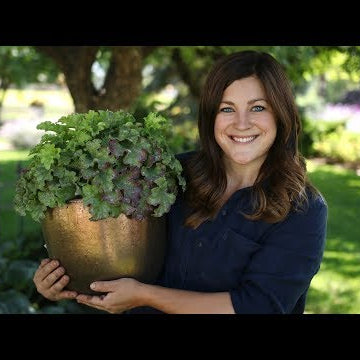 Planting Apple Twist Heuchera