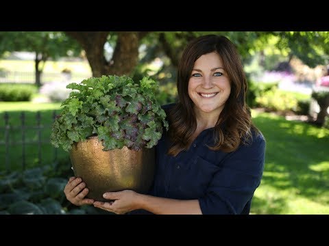 Planting Apple Twist Heuchera