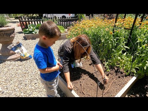 Raised Beds: Tour, Harvest, Clear Out & Planting New Crops!