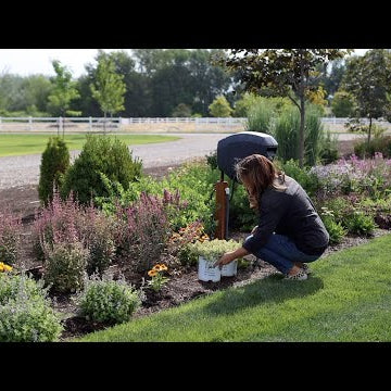 Planting 3 Varieties of Sedum! Tough, Low Maintenance, Heat-Loving Plants!
