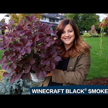 Planting a Winecraft Black Smokebush!