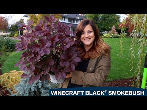 Planting a Winecraft Black Smokebush!
