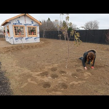 Planting 1,400 Bulbs in December!