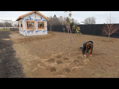 Planting 1,400 Bulbs in December!
