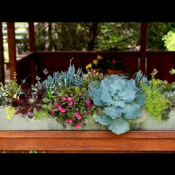 Outdoor Succulent Arrangement