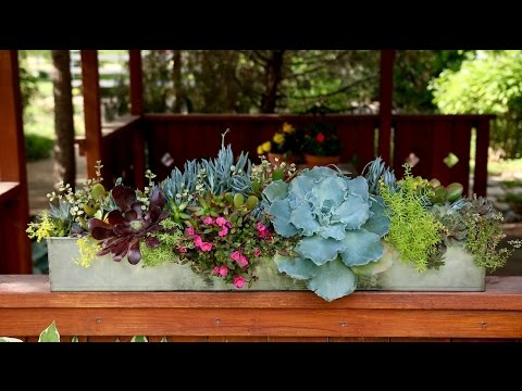 Outdoor Succulent Arrangement
