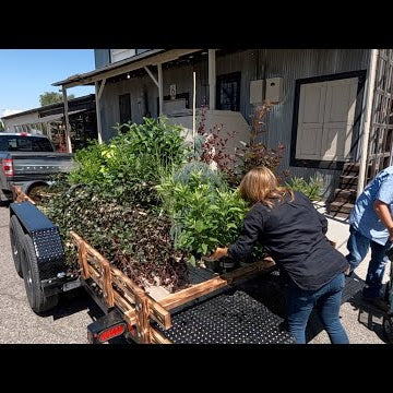 Shopping for Plants for the New Pond Area!