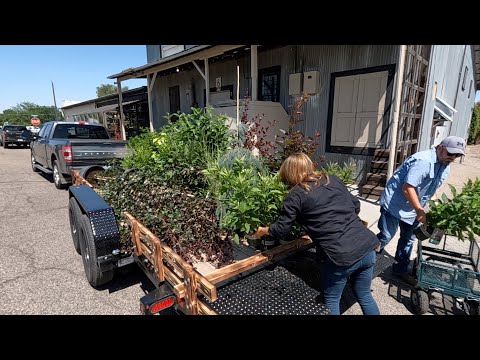 Shopping for Plants for the New Pond Area!