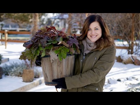 Wintering Over Plants in Containers
