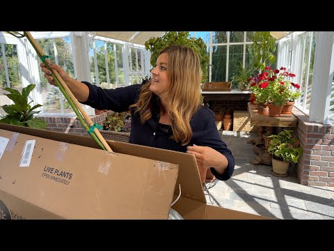 Unboxing & Potting Avocado Trees + Canning the MOST Delicious Marinara Sauce!