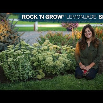 Planting Lemonjade Sedum