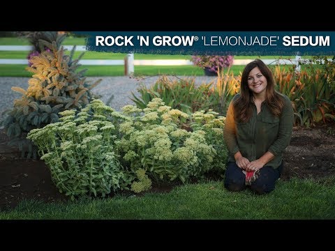 Planting Lemonjade Sedum