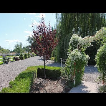Planting a Thundercloud Plum Tree!