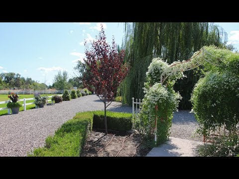 Planting a Thundercloud Plum Tree!