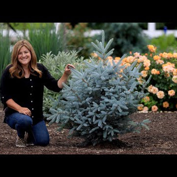 Planting the Most Beautiful Blue Spruce Trees!