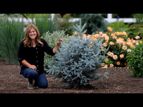 Planting the Most Beautiful Blue Spruce Trees!
