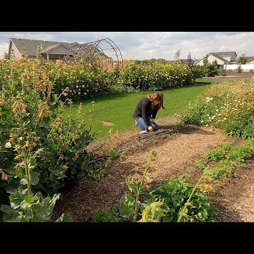 Planting Cabbage/Broccoli Seedlings + Perennial/Cool Season Annual Flower Seeds!