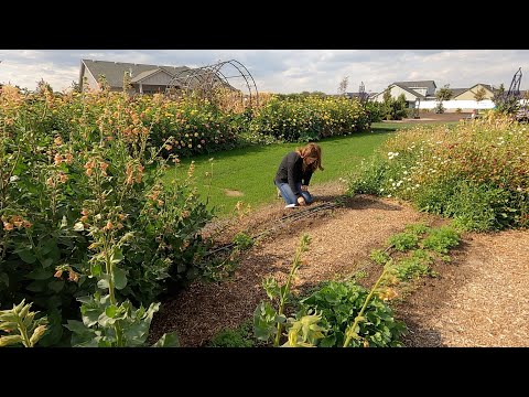 Planting Cabbage/Broccoli Seedlings + Perennial/Cool Season Annual Flower Seeds!