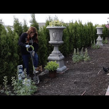 Planting a Glow Girl Spirea in the Moon Garden!