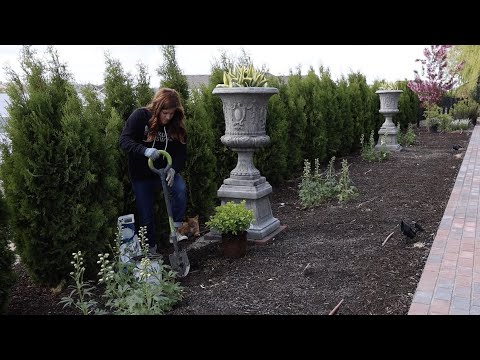 Planting a Glow Girl Spirea in the Moon Garden!