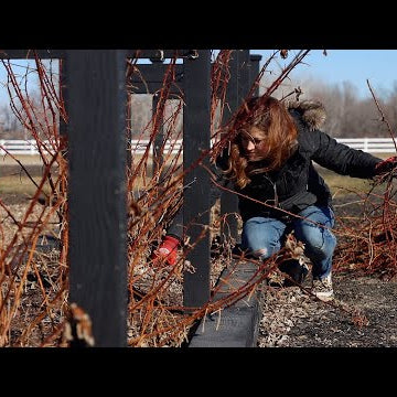 How to Prune Raspberries!