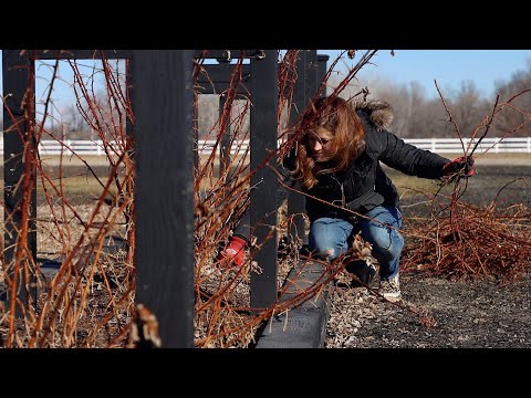 How to Prune Raspberries!