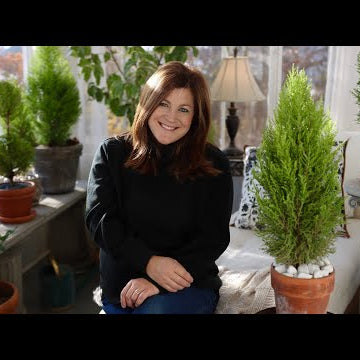 Lemon Cypress Indoor Care Guide!