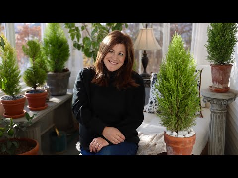Lemon Cypress Indoor Care Guide!