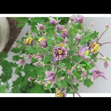 Lots of Planting Projects VLOG