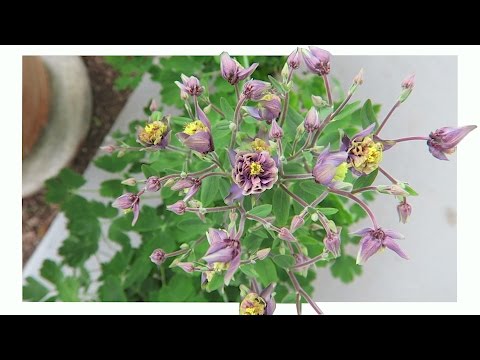 Lots of Planting Projects VLOG