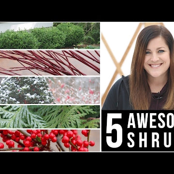 5 Awesome Shrubs for Winter Interest